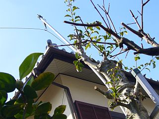 図7:葉が茂ると邪魔なので <click>→図8:バインド線は何処?