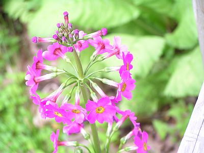 図5:クリンソウ(九輪草)の花 <click>→図6:クリンソウ