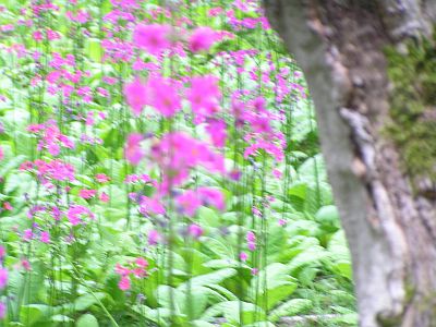 図7:遠近共にピントが合わず <click>→図8:曇天下だが、明るい屋外風景