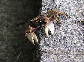 淡路島公園のかに