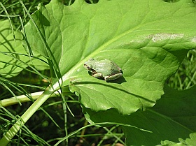 室生寺のかえる