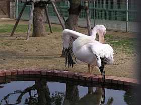 淡路ファームパークのペリカン
