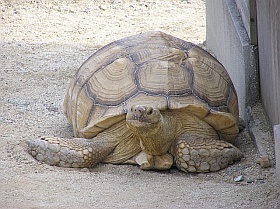 淡路ファームパークのかめ