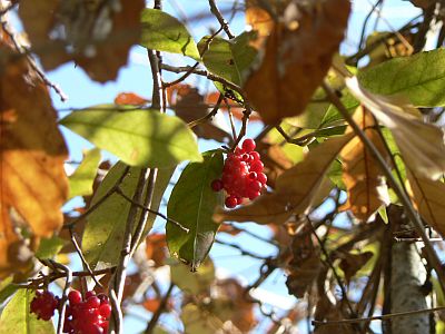 図1:道すがら <click>→図2:マナー違反・ルール知らずの韓国みたい!