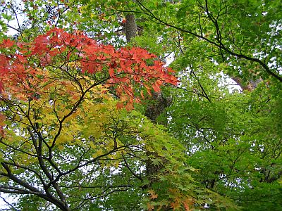 図1:角館・武家屋敷通り <click>→図2:八幡平の中腹