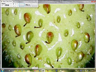 図7:イチゴの表面50倍 <click>→図8:約500倍