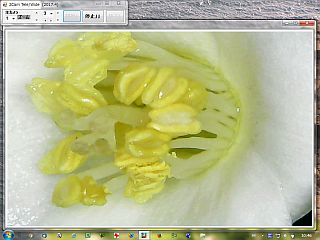 図9:バイカウツギ花50倍 <click>→図10:約500倍